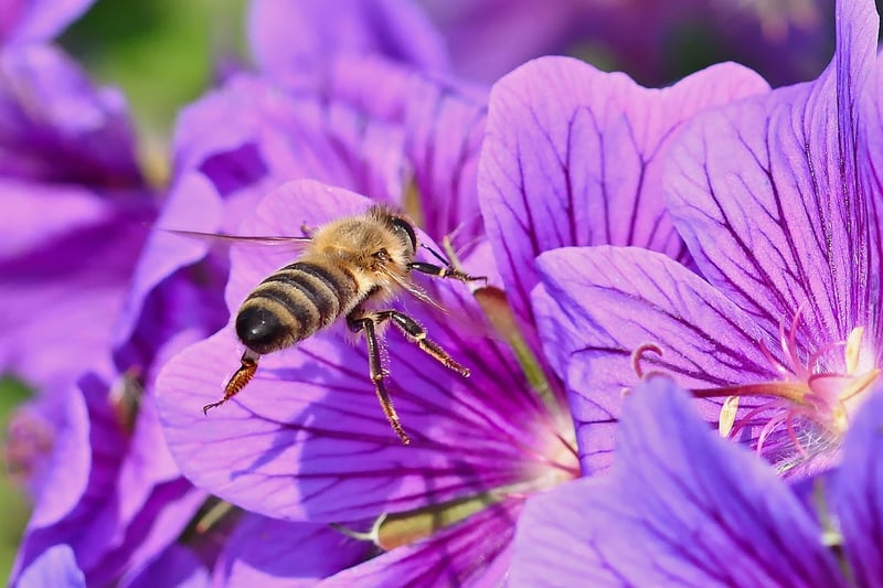 Urban Beekeeping