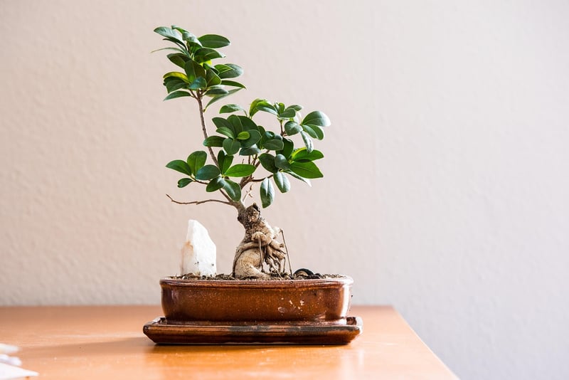 Indoor Plants