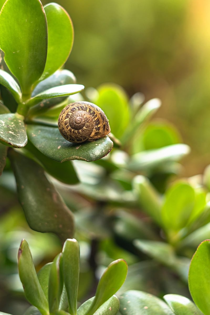 Plants in a garden